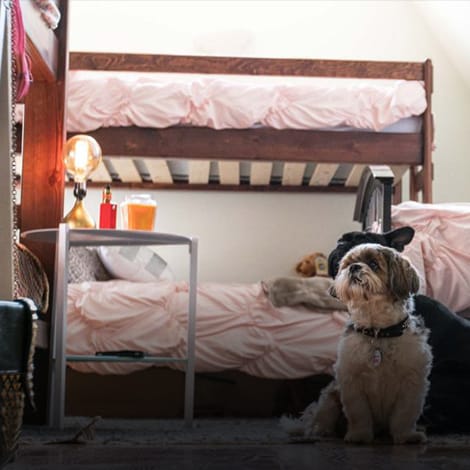 bunk beds and dog at pet friendly Maryland House