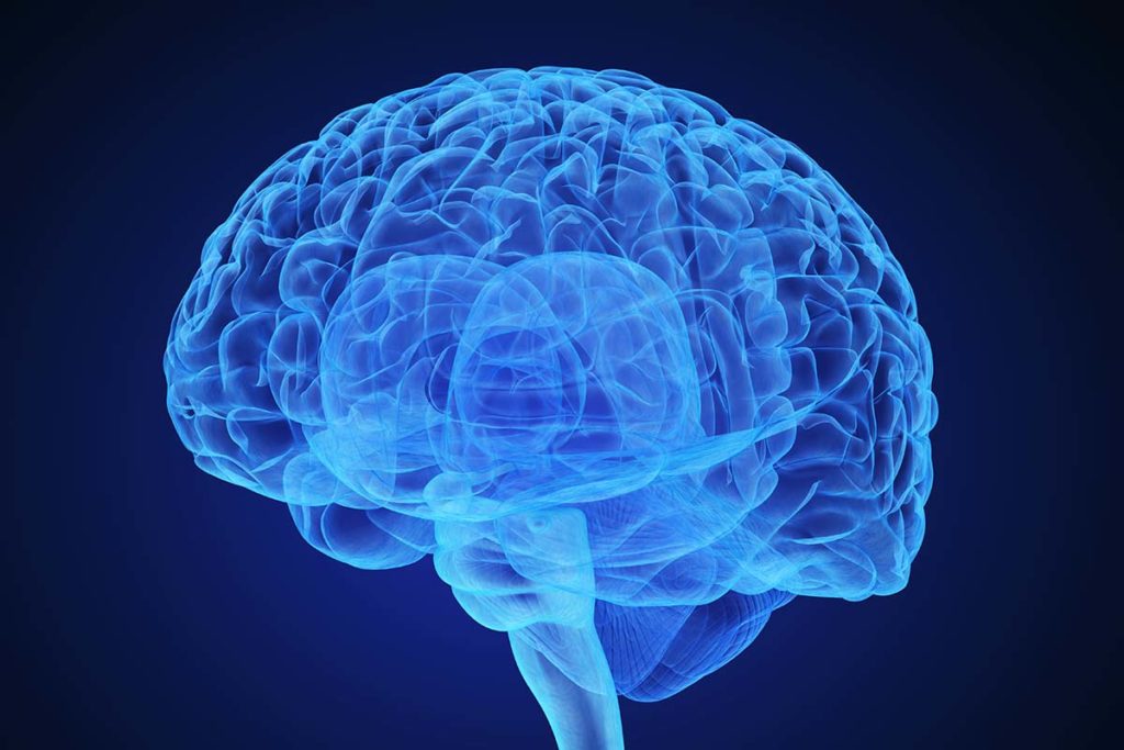 brain showing neuroscience
